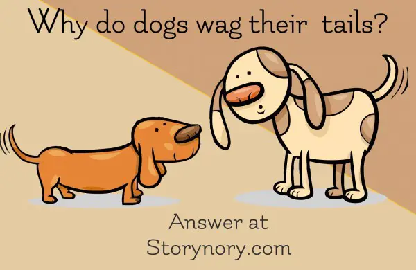 why dogs wag tales