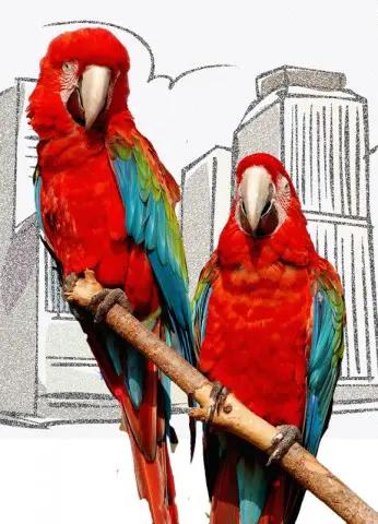 Two Parrots in City