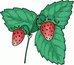 The First Strawberries