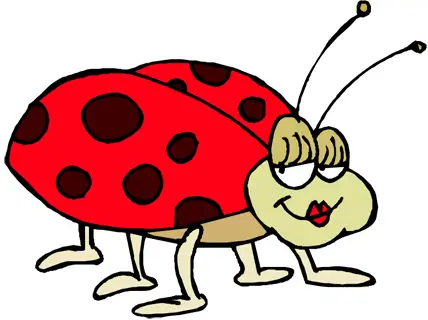 Ladybird