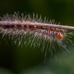 caterpillar