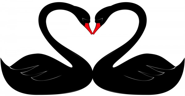 valentine swans form heart
