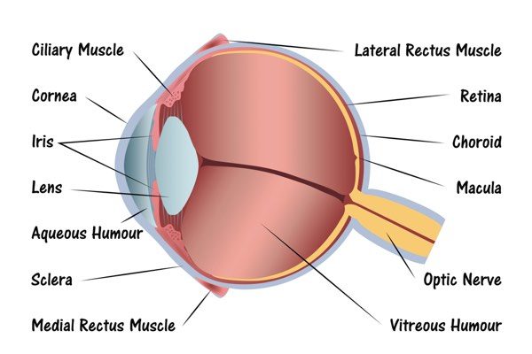 Eye from side diagram