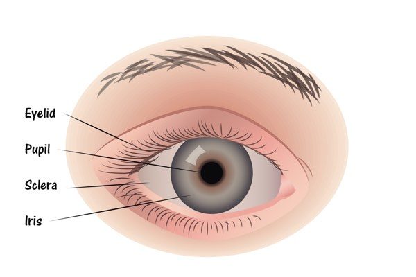 Eye front pupil iris