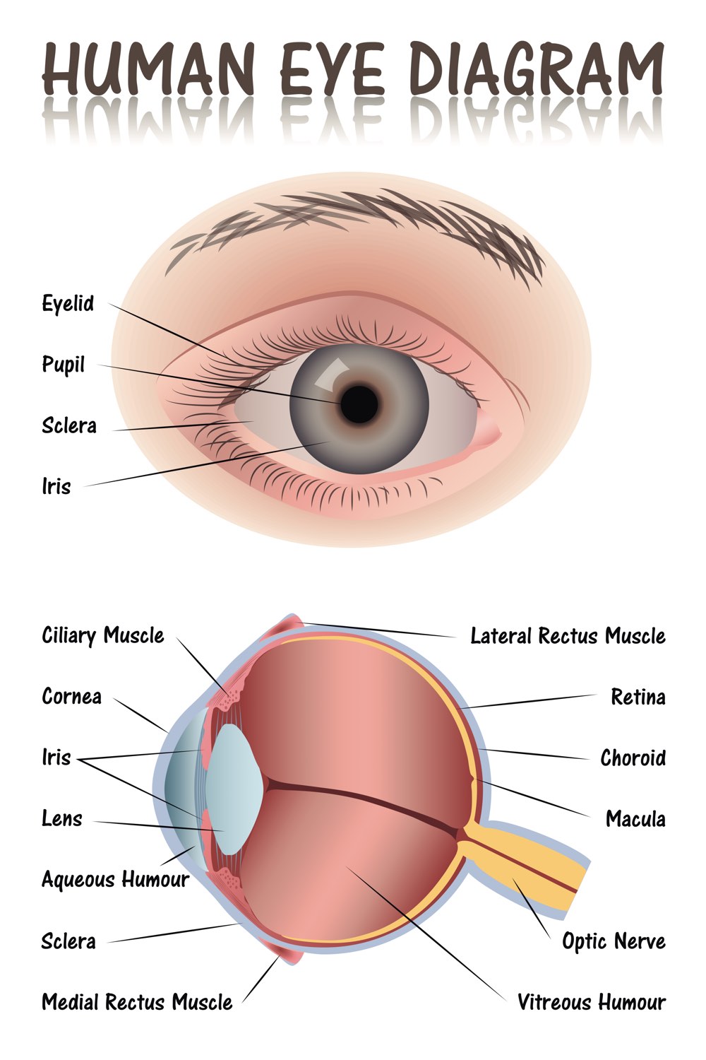 Eye-diagram-opt