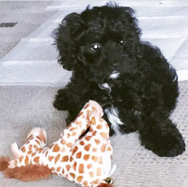 Alphie the Cavapoo puppy