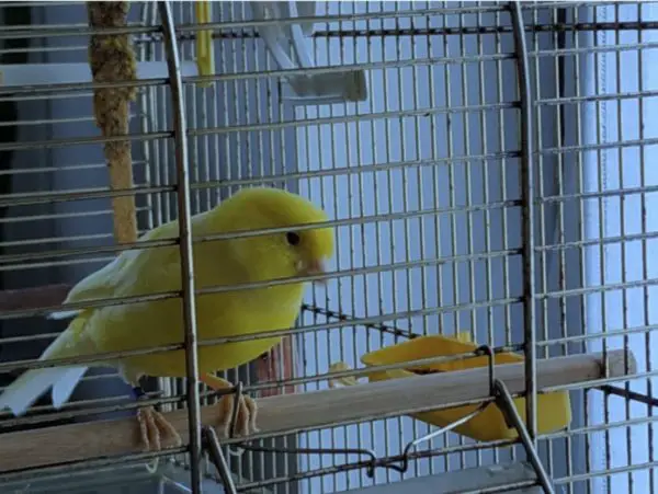 Cippi the Canary