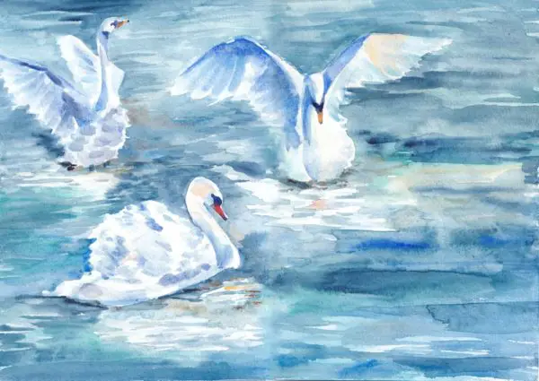 Watercolour Swans
