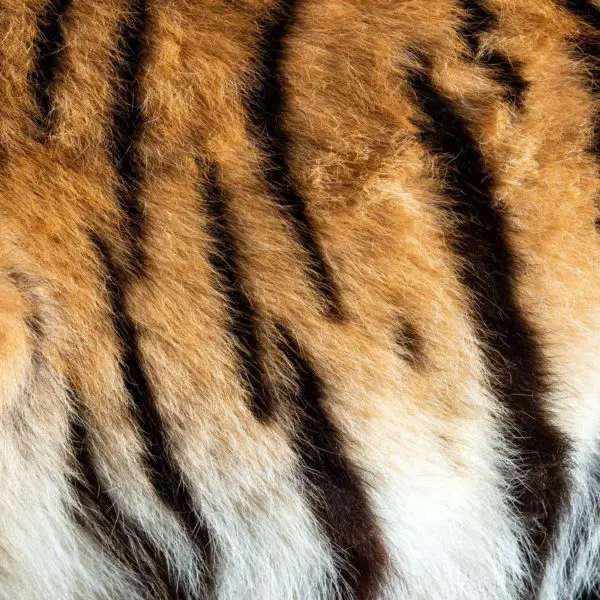 Tiger Skin