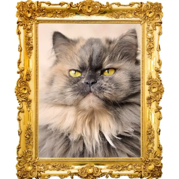 portrait of cat